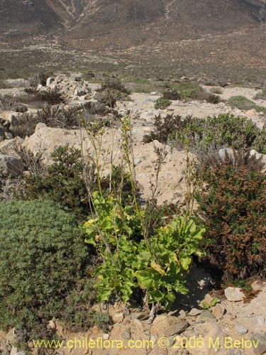 Nicotiana solanifolia的照片