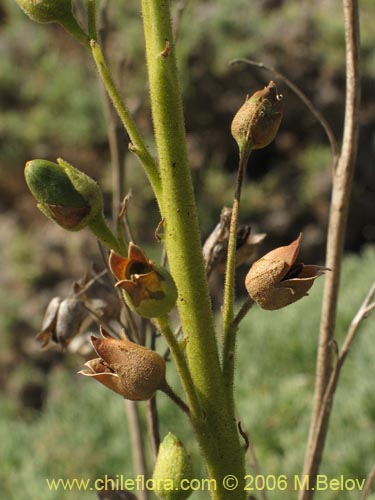 Фотография Nicotiana solanifolia (Tabaco cimarrón). Щелкните, чтобы увеличить вырез.