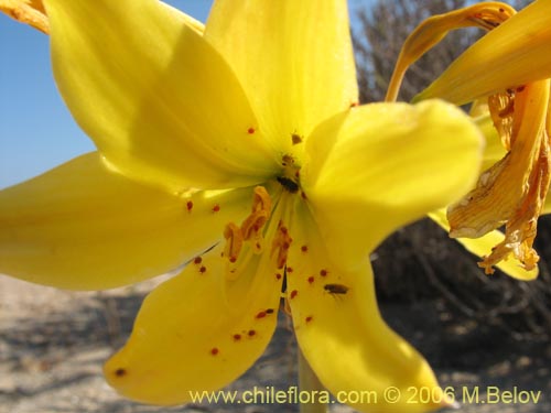 Imágen de Rhodophiala bagnoldii (Añañuca amarilla). Haga un clic para aumentar parte de imágen.