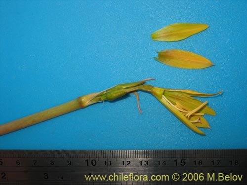 Imágen de Rhodophiala bagnoldii (Añañuca amarilla). Haga un clic para aumentar parte de imágen.
