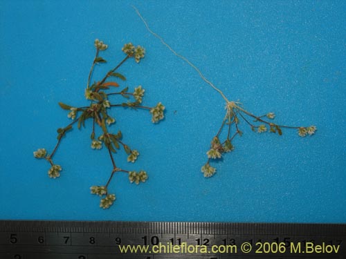 Image of Unidentified Plant sp. #2387 (). Click to enlarge parts of image.