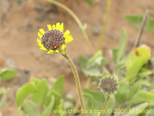 Фотография Encelia canescens (Coronilla del fraile). Щелкните, чтобы увеличить вырез.