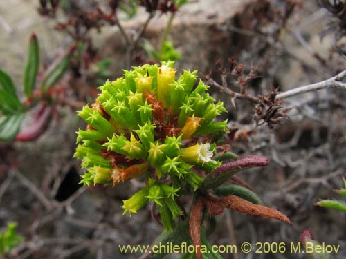 Bild von Lastarriaea chilensis (). Klicken Sie, um den Ausschnitt zu vergr�ssern.