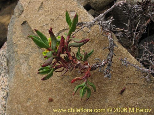 Фотография Lastarriaea chilensis (). Щелкните, чтобы увеличить вырез.