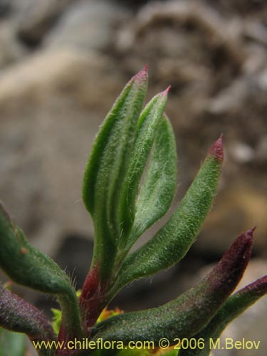 Imágen de Lastarriaea chilensis (). Haga un clic para aumentar parte de imágen.