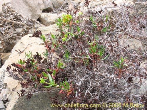 Imágen de Lastarriaea chilensis (). Haga un clic para aumentar parte de imágen.