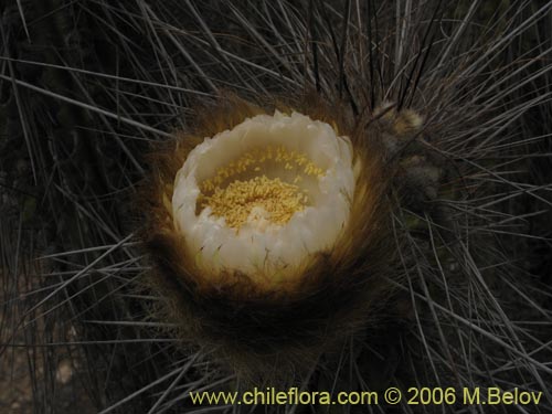 Фотография Eulychnia breviflora (). Щелкните, чтобы увеличить вырез.