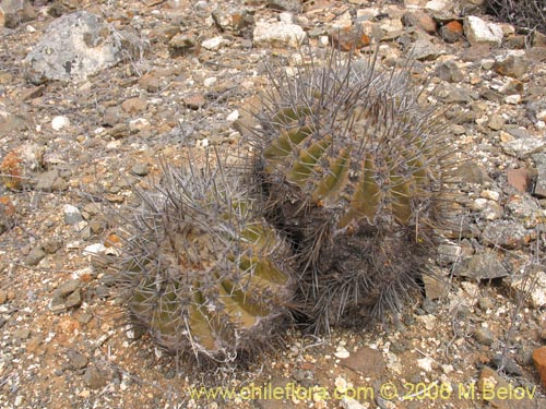 Image of Copiapoa echinoides (). Click to enlarge parts of image.