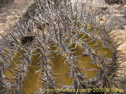Imágen de Copiapoa echinoides (). Haga un clic para aumentar parte de imágen.