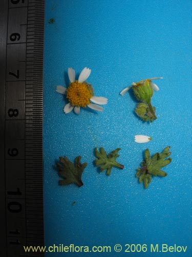Bild von Asteraceae sp. #2389 (). Klicken Sie, um den Ausschnitt zu vergrössern.
