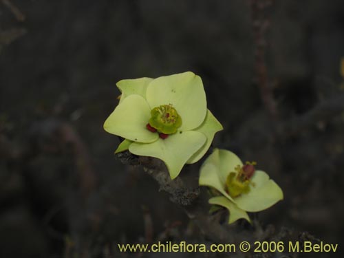 Image of Euphorbia lactiflua (Lechero). Click to enlarge parts of image.