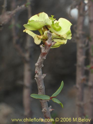 Фотография Euphorbia lactiflua (Lechero). Щелкните, чтобы увеличить вырез.