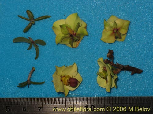 Imágen de Euphorbia lactiflua (Lechero). Haga un clic para aumentar parte de imágen.