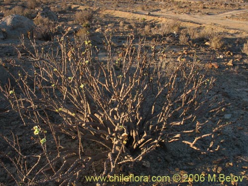 Euphorbia lactifluaの写真