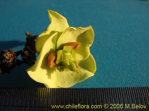 Bild von Euphorbia lactiflua (Lechero). Klicken Sie, um den Ausschnitt zu vergrössern.