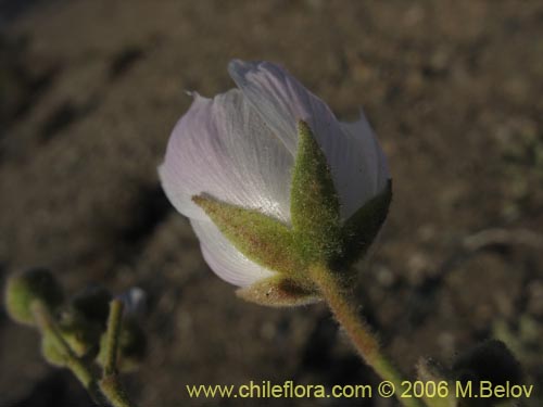 Image of Cristaria sp.   #1611 (). Click to enlarge parts of image.