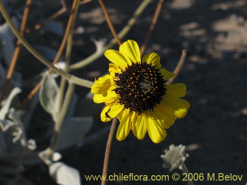 Фотография Encelia canescens (Coronilla del fraile). Щелкните, чтобы увеличить вырез.