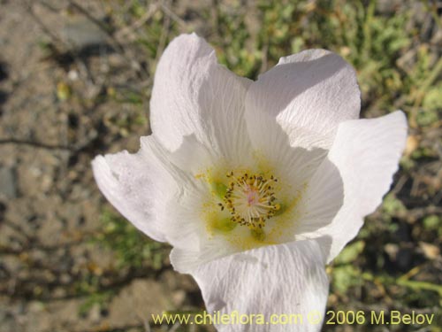 Image of Malvaceae sp. #1894 (). Click to enlarge parts of image.