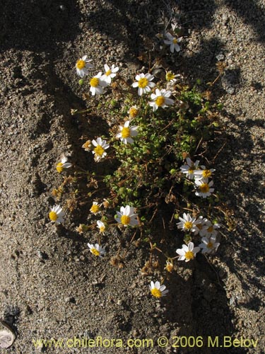Imágen de Asteraceae sp. #1852 (). Haga un clic para aumentar parte de imágen.