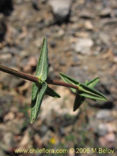 Image of Dinemagonum ericoides (Té de burro). Click to enlarge parts of image.