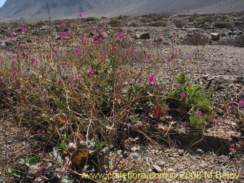 Image of Calandrinia sp. #1613 (). Click to enlarge parts of image.