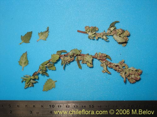 Chenopodium sp.   #1506の写真