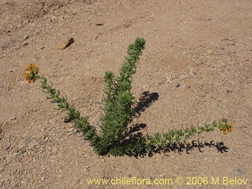 Imágen de Heliotropium lineariifolium (Palito negro / Monte negro). Haga un clic para aumentar parte de imágen.