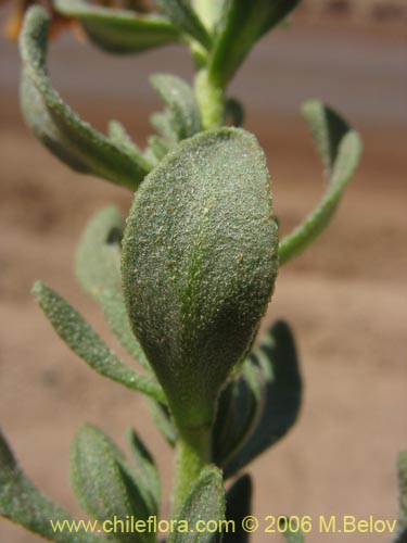 Heliotropium lineariifolium의 사진