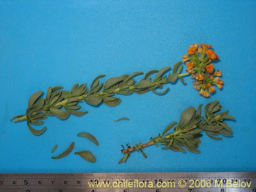 Bild von Heliotropium lineariifolium (Palito negro / Monte negro). Klicken Sie, um den Ausschnitt zu vergrössern.