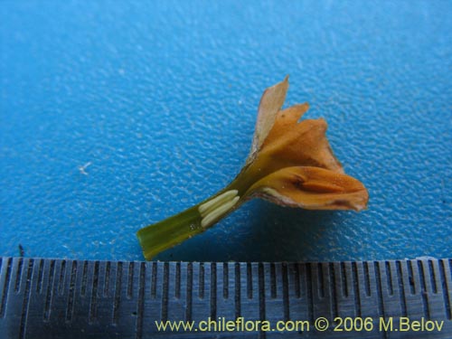 Фотография Heliotropium lineariifolium (Palito negro / Monte negro). Щелкните, чтобы увеличить вырез.
