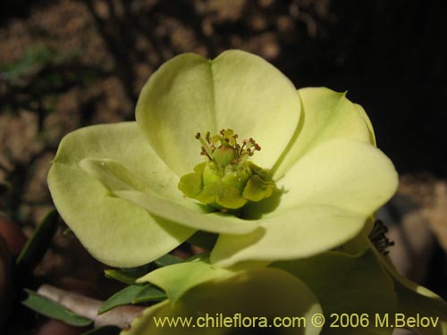 Euphorbia lactifluaの写真