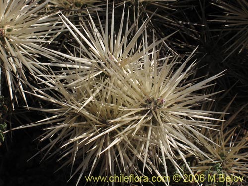 Cylindropuntia tunicata의 사진
