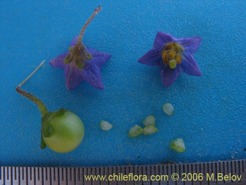 Imágen de Solanum remyanum (). Haga un clic para aumentar parte de imágen.