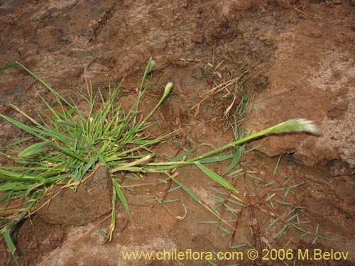 Фотография Poaceae sp. #1891 (). Щелкните, чтобы увеличить вырез.