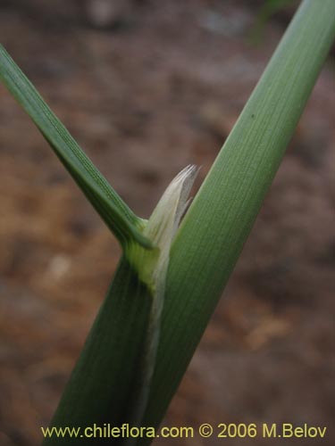 Фотография Poaceae sp. #1891 (). Щелкните, чтобы увеличить вырез.
