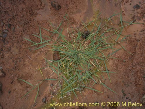 Image of Poaceae sp. #1891 (). Click to enlarge parts of image.