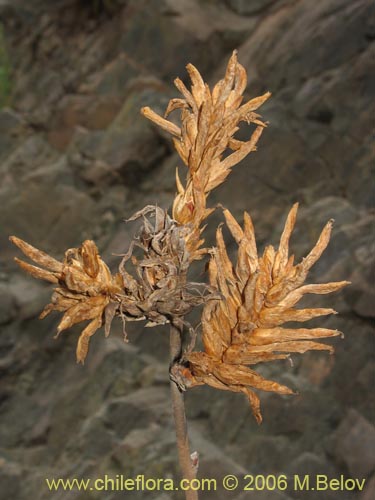 Deuterocohnia chrysantha的照片