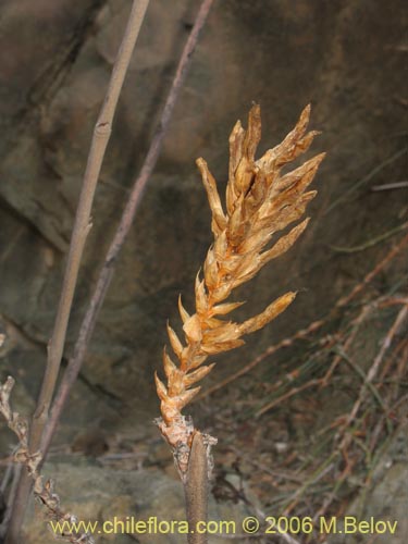 Deuterocohnia chrysantha的照片