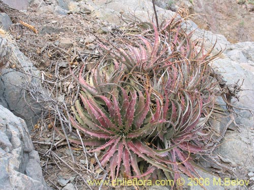 Image of Deuterocohnia chrysantha (). Click to enlarge parts of image.