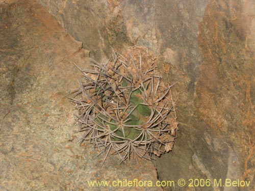 Bild von Eriosyce paucicostata ssp. echinus (). Klicken Sie, um den Ausschnitt zu vergrössern.