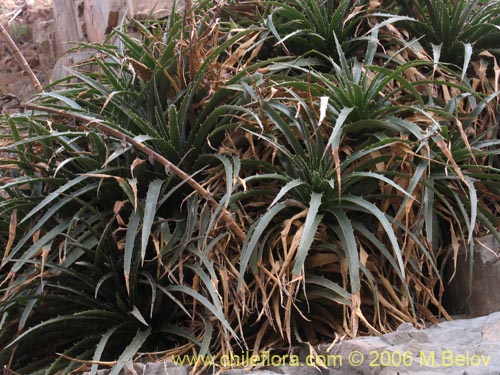 Image of Puya boliviensis (). Click to enlarge parts of image.