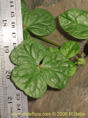Image of Oxalis bulbocastanum (Vinagrillo / Papa chiaque). Click to enlarge parts of image.
