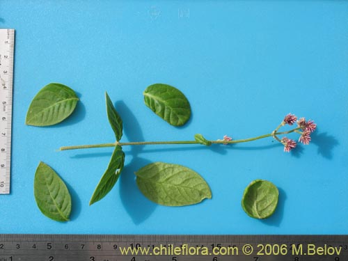 Bild von Alternanthera junciflora (Rubí). Klicken Sie, um den Ausschnitt zu vergrössern.