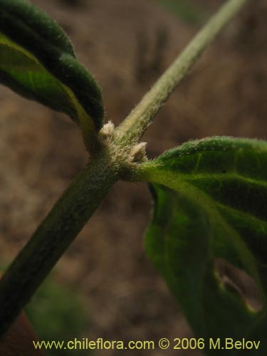 Imágen de Alternanthera junciflora (Rubí). Haga un clic para aumentar parte de imágen.