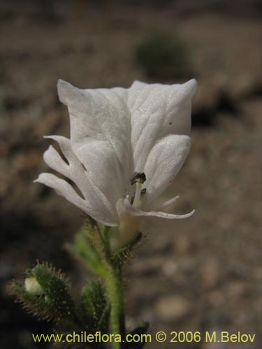 Фотография Schizanthus lacteus (Mariposita). Щелкните, чтобы увеличить вырез.