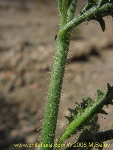 Image of Schizanthus lacteus (Mariposita). Click to enlarge parts of image.