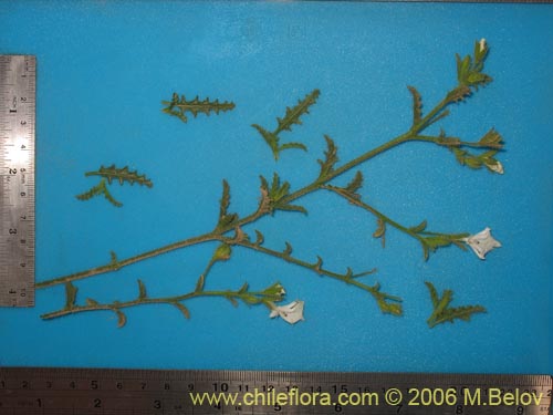 Imágen de Schizanthus lacteus (Mariposita). Haga un clic para aumentar parte de imágen.