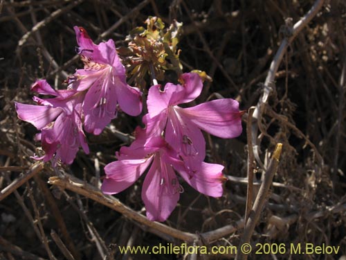Alstroemeria violaceaの写真