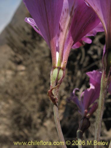 Alstroemeria violacea的照片