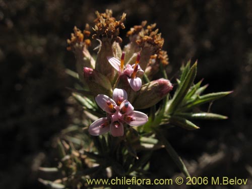 Фотография Asteraceae sp. #1890 (Parafina). Щелкните, чтобы увеличить вырез.